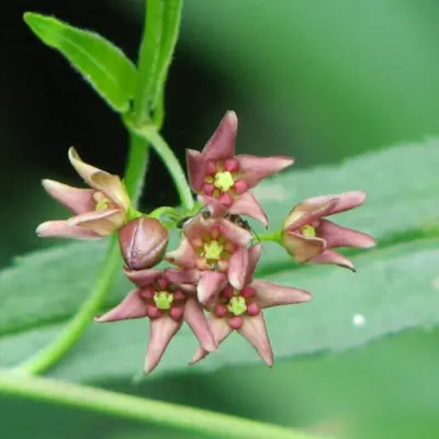 Flower Dog Strangling Vine
