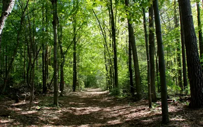 Backus Woods Trail