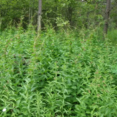 Dog Strangling Vine Plant In Woods