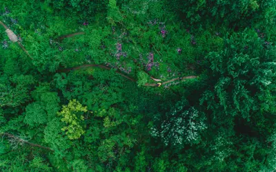 NC Forest 