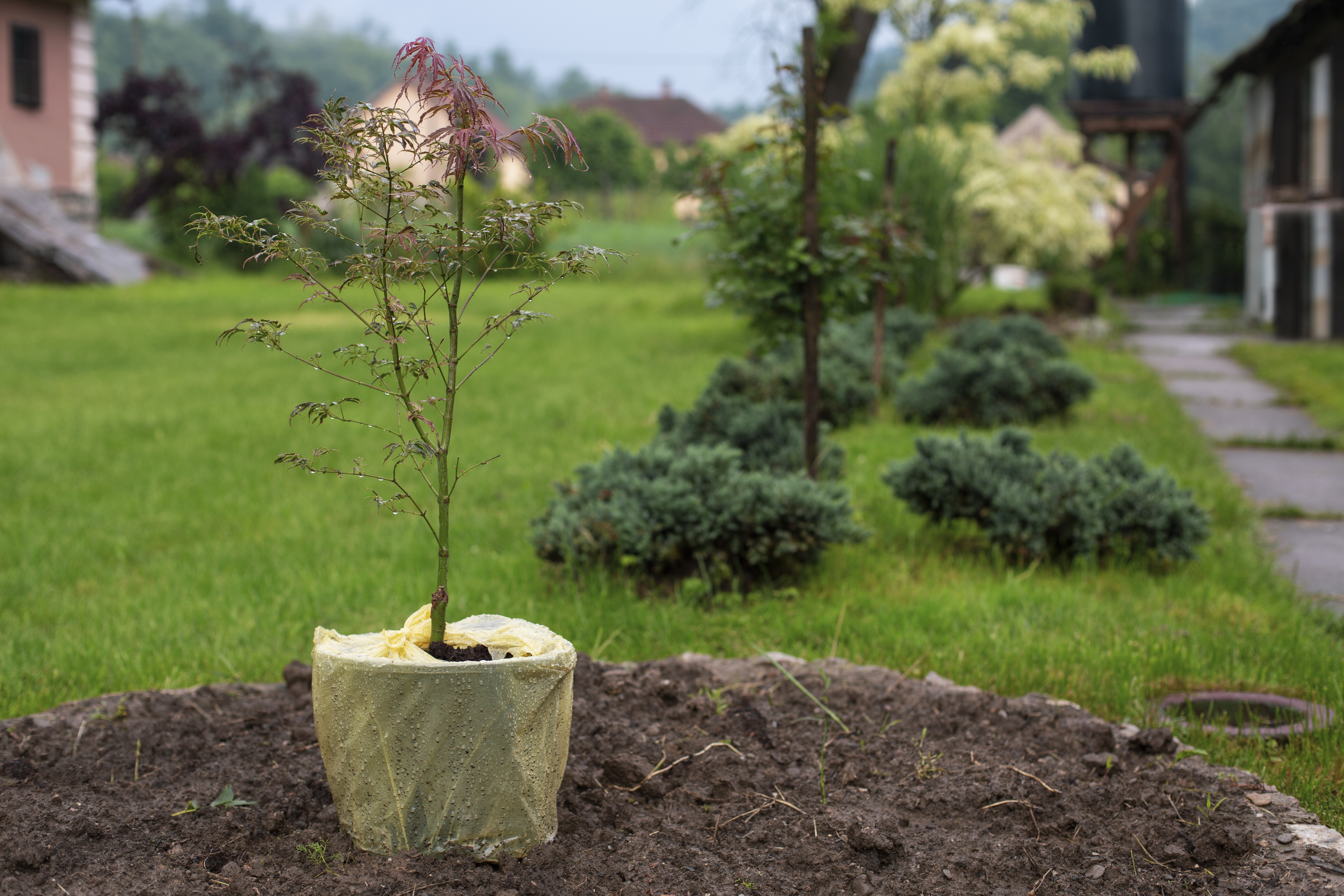 Planting a tree in the back yard