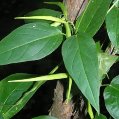 Dog Strangling Vine Plant