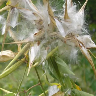 Dog Strangling Vine Seed Pod