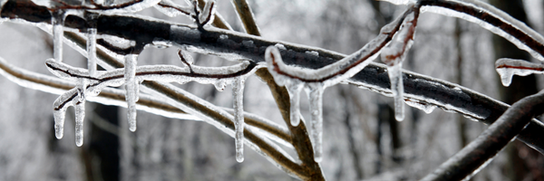 picture of ice on tree branch