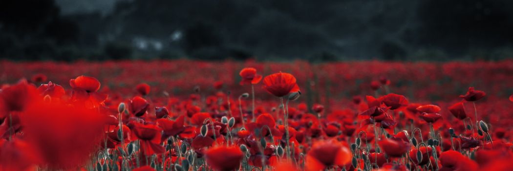 Photo of poppies in a field